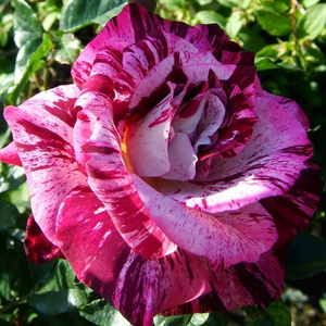 Purple Tiger - trandafiri - www.ioanarose.ro